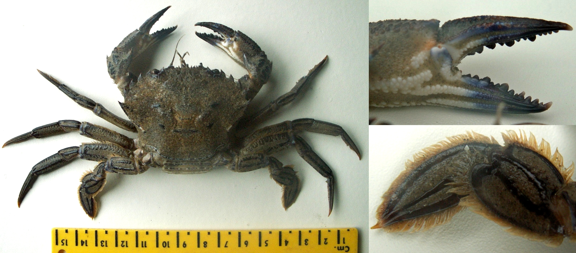 &copy; Thijs de Boer